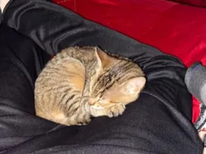 Gato raça SRD-ViraLata idade 2 a 6 meses nome Lily