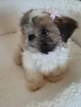 belinha