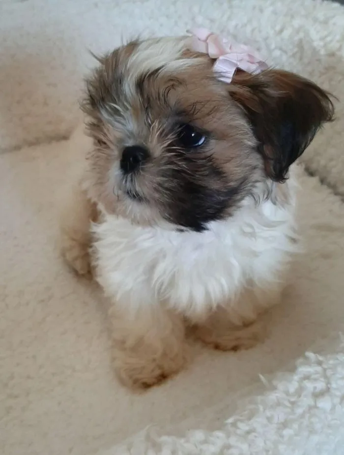 Cachorro raça SRD-ViraLata idade 2 a 6 meses nome belinha