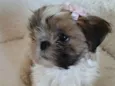 belinha