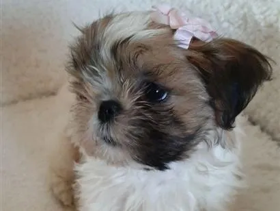 Cachorro raça SRD-ViraLata idade 2 a 6 meses nome belinha