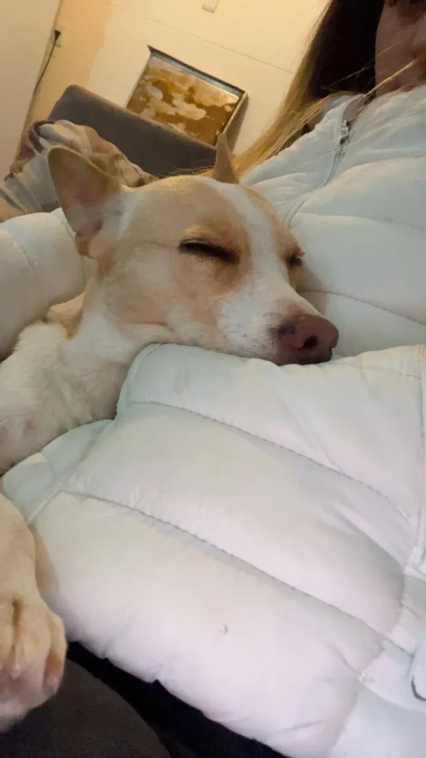 Cachorro raça SRD-ViraLata idade 6 ou mais anos nome Fiona