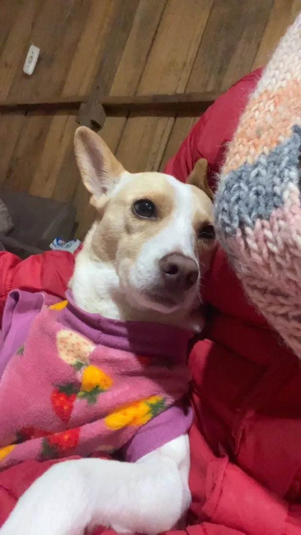Cachorro raça SRD-ViraLata idade 6 ou mais anos nome Fiona