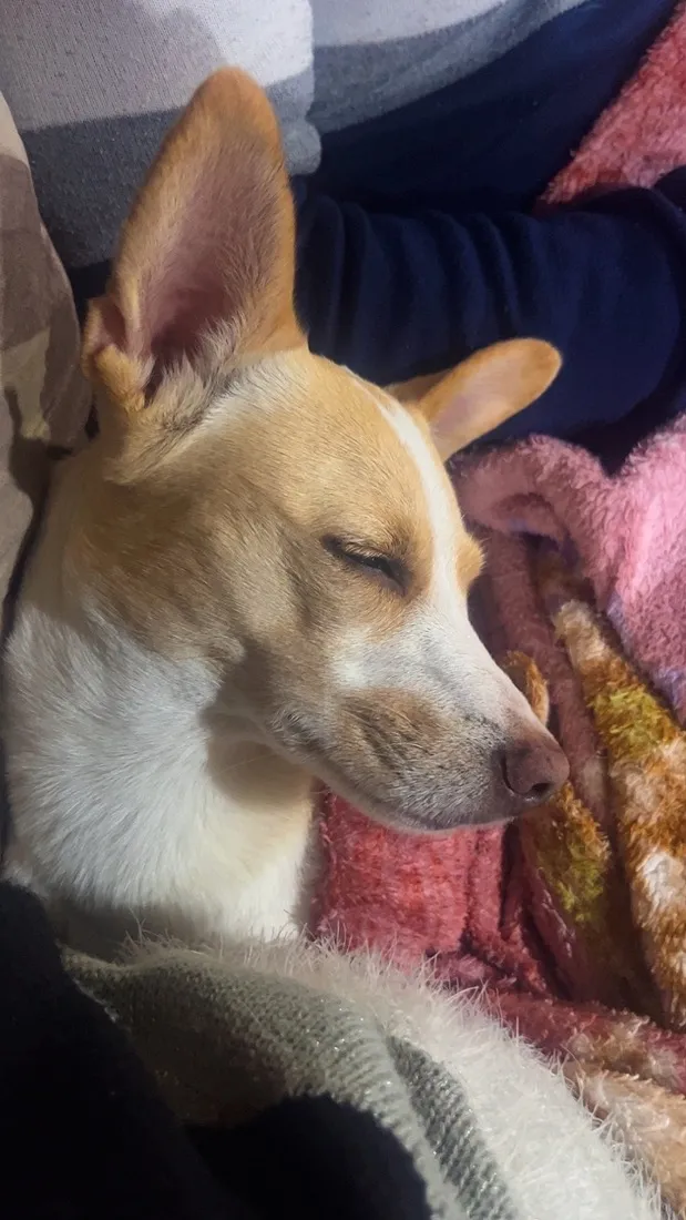 Cachorro raça SRD-ViraLata idade 6 ou mais anos nome Fiona