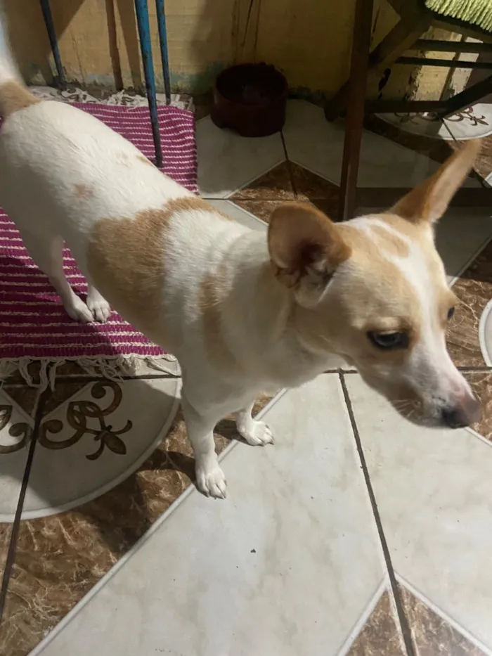Cachorro raça SRD-ViraLata idade 6 ou mais anos nome Fiona