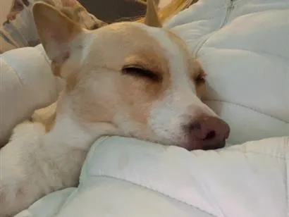 Cachorro raça SRD-ViraLata idade 6 ou mais anos nome Fiona