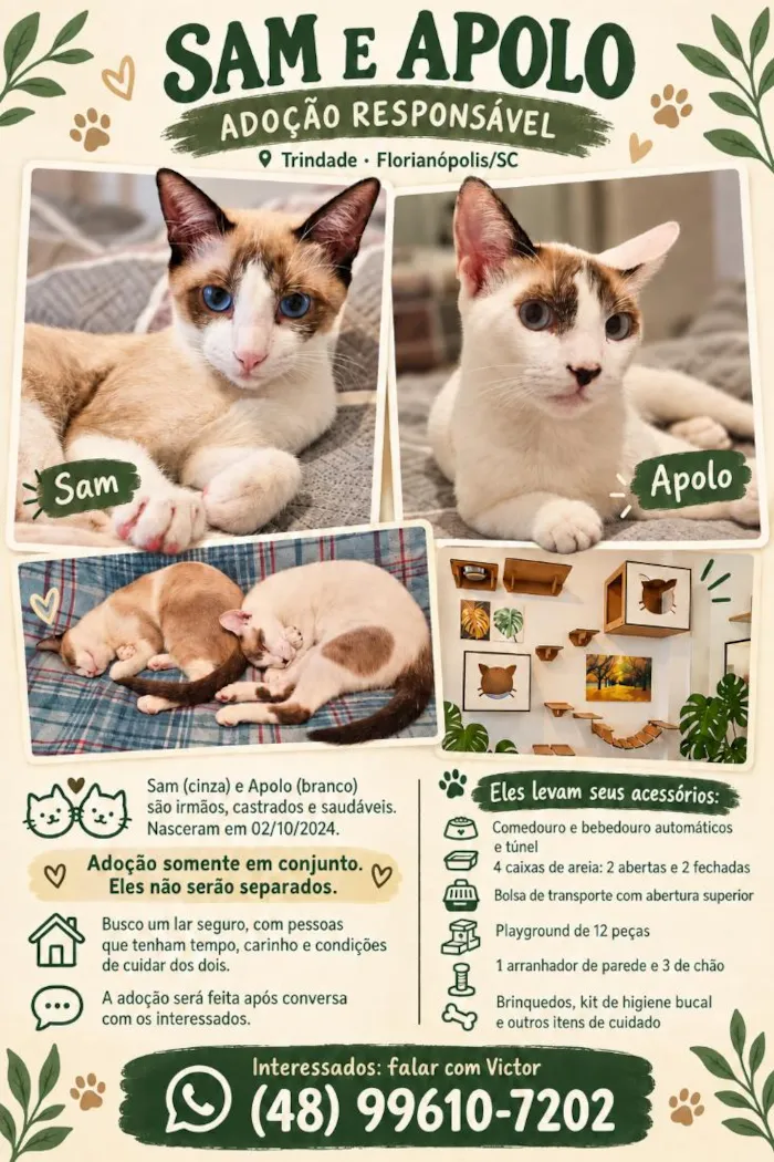 Gato raça SRD-ViraLata idade 2 anos nome Sam e Apolo