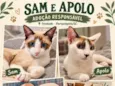Sam e Apolo