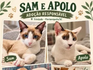 Gato raça SRD-ViraLata idade 2 anos nome Sam e Apolo