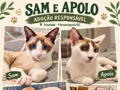Gato raça SRD-ViraLata idade 2 anos nome Sam e Apolo