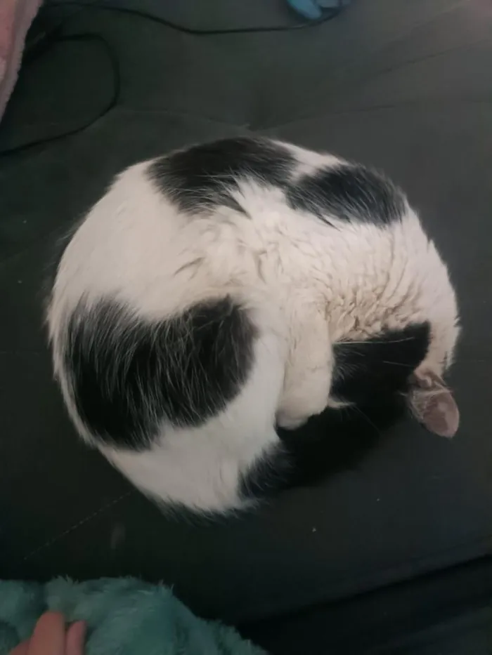 Gato raça SRD-ViraLata idade 6 ou mais anos nome Margarido