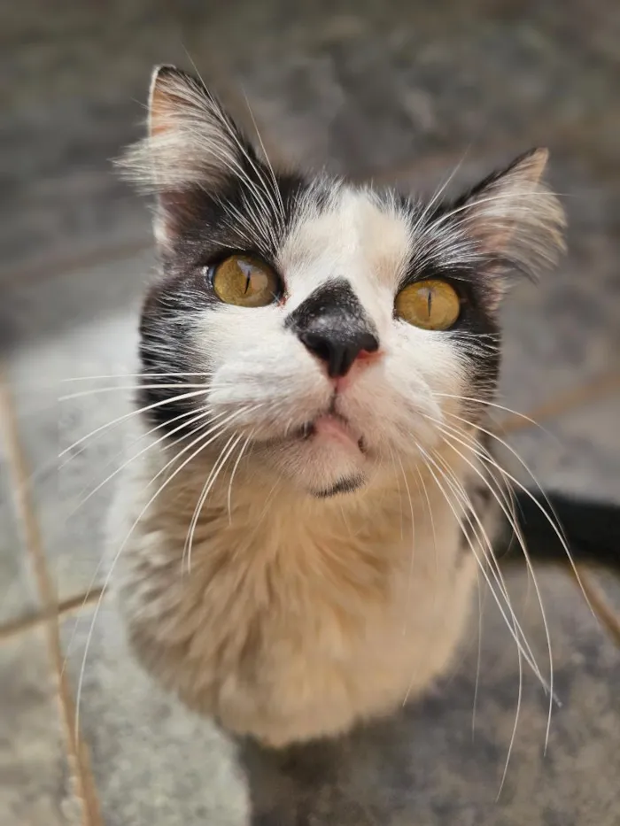 Gato raça SRD-ViraLata idade 6 ou mais anos nome Margarido
