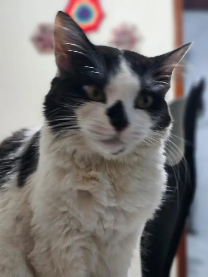 Gato raça SRD-ViraLata idade 6 ou mais anos nome Margarido