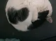 Margarido