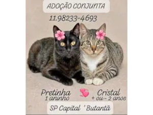 Gato raça SRD-ViraLata idade 2 anos nome Pretinha(1ano) e Cristal(2anos)