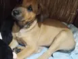 Bela