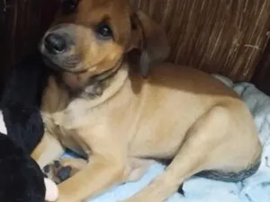 Cachorro raça SRD-ViraLata idade 2 a 6 meses nome Bela
