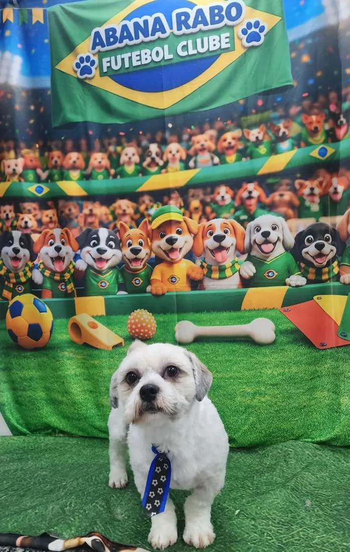 Cachorro raça Shitzu idade 1 ano nome betouve 