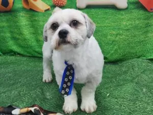 Cachorro raça Shitzu idade 1 ano nome betouve 