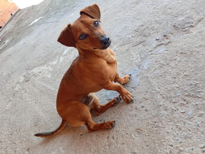 Cachorro raça SRD-ViraLata idade 7 a 11 meses nome Ferrugem 