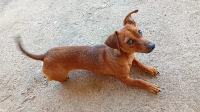 Cachorro raça SRD-ViraLata idade 7 a 11 meses nome Ferrugem 