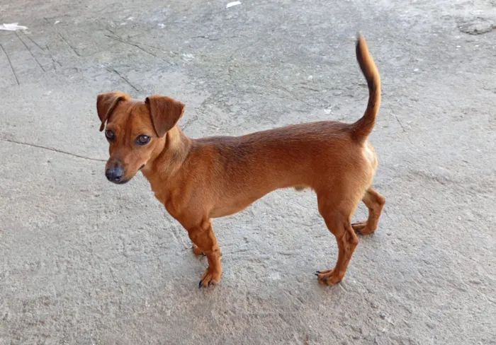 Cachorro raça SRD-ViraLata idade 7 a 11 meses nome Ferrugem 