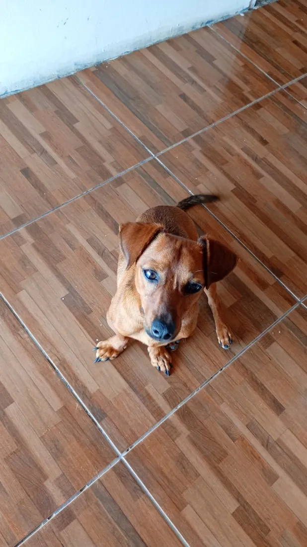 Cachorro raça SRD-ViraLata idade 7 a 11 meses nome Ferrugem 