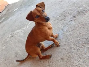 Cachorro raça SRD-ViraLata idade 7 a 11 meses nome Ferrugem 