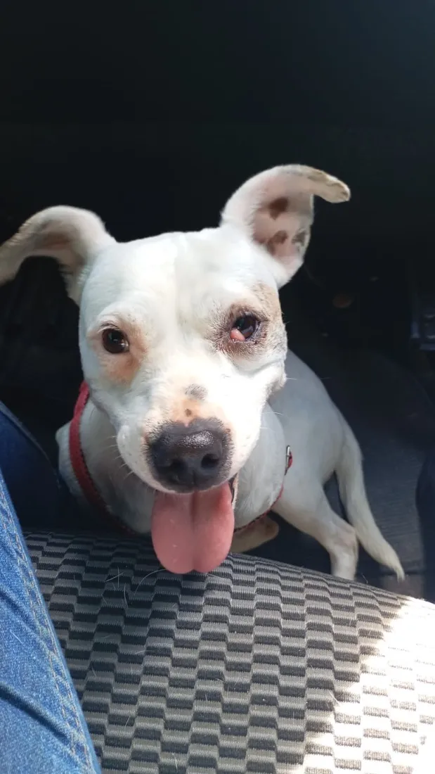 Cachorro raça SRD-ViraLata idade 1 ano nome Maia 