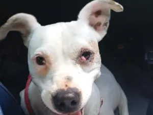 Cachorro raça SRD-ViraLata idade 1 ano nome Maia 