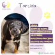 Torcida