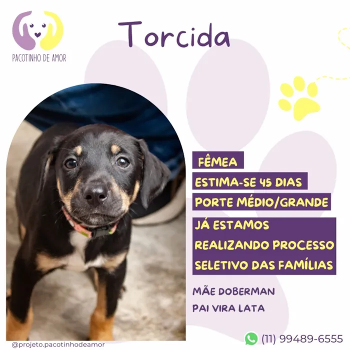 Cachorro raça SRD-ViraLata idade 2 a 6 meses nome Torcida