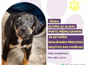 Cachorro raça SRD-ViraLata idade 2 a 6 meses nome Torcida