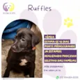 Ruffles