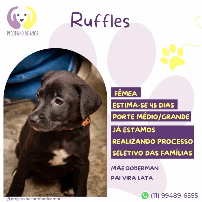 Cachorro raça SRD-ViraLata idade 2 a 6 meses nome Ruffles