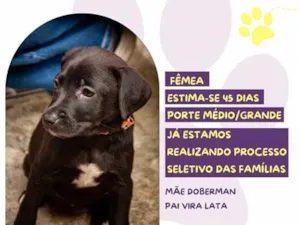 Cachorro raça SRD-ViraLata idade 2 a 6 meses nome Ruffles