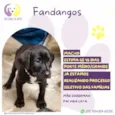 Fandangos