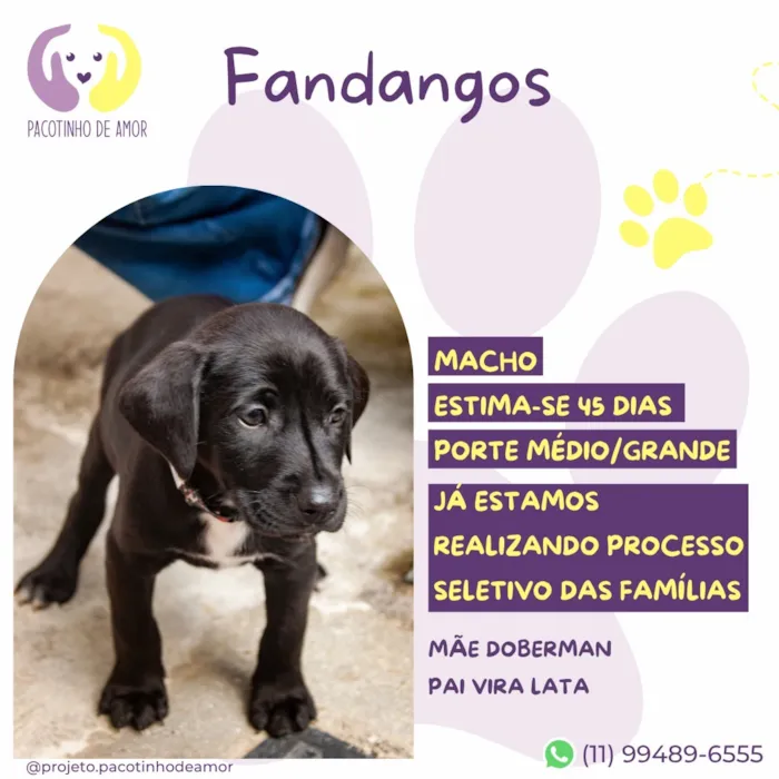 Cachorro raça SRD-ViraLata idade 2 a 6 meses nome Fandangos