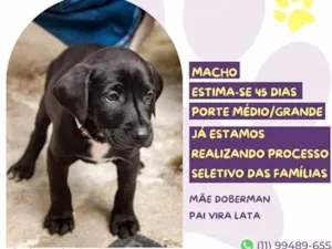 Cachorro raça SRD-ViraLata idade 2 a 6 meses nome Fandangos