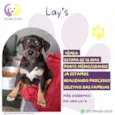 Lay