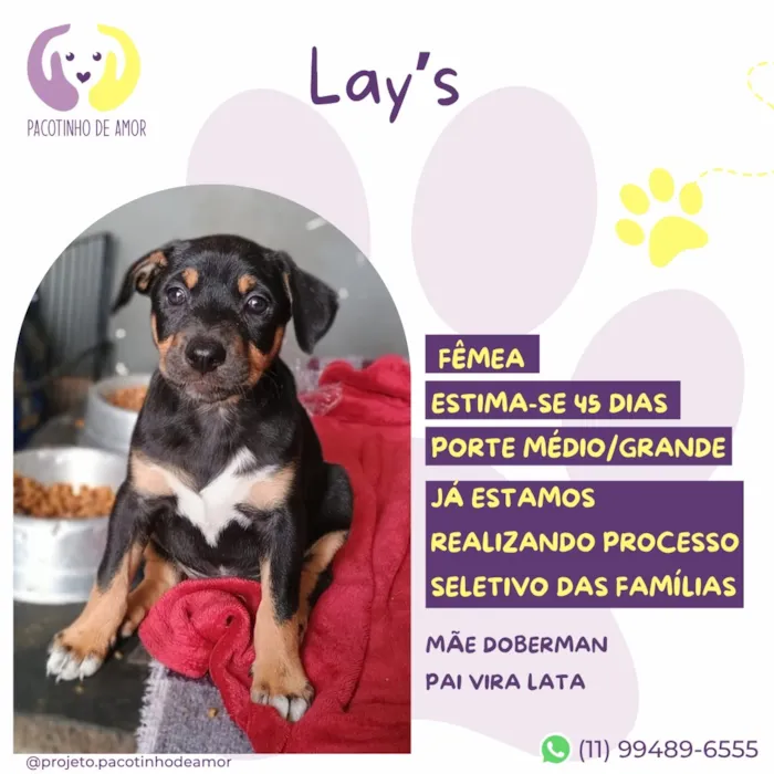 Cachorro raça SRD-ViraLata idade Abaixo de 2 meses nome Lay's