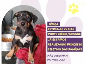 Cachorro raça SRD-ViraLata idade Abaixo de 2 meses nome Lay's