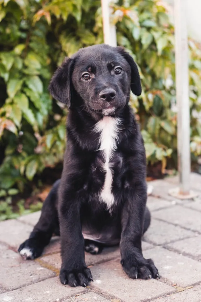Cachorro raça SRD-ViraLata idade 2 a 6 meses nome Fiscal
