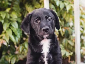 Cachorro raça SRD-ViraLata idade 2 a 6 meses nome Fiscal