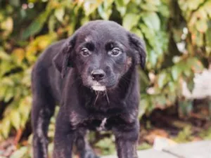 Cachorro raça SRD-ViraLata idade 2 a 6 meses nome Presidenta 