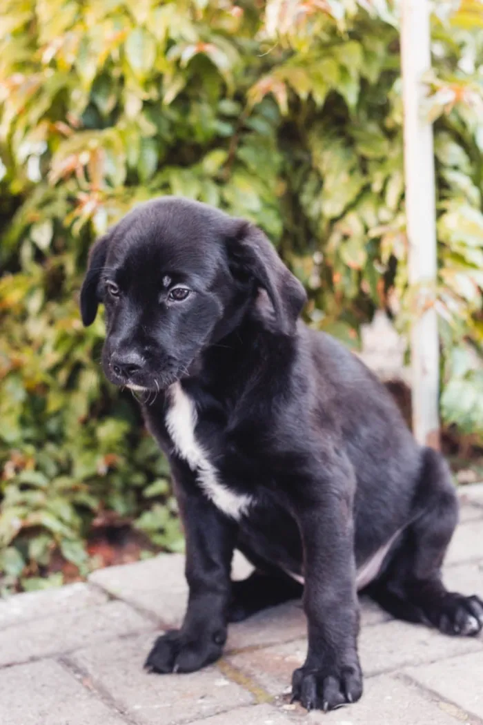 Cachorro raça SRD-ViraLata idade 2 a 6 meses nome Diretor 