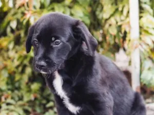 Cachorro raça SRD-ViraLata idade 2 a 6 meses nome Diretor 