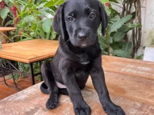 Cachorro raça SRD-ViraLata idade 2 a 6 meses nome Estagiário 