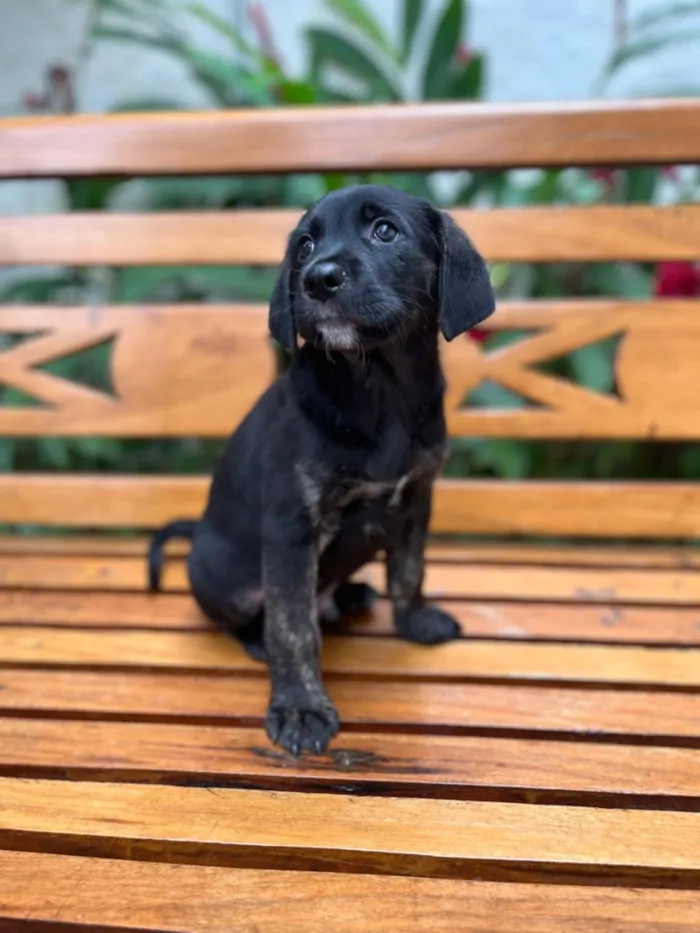 Cachorro raça SRD-ViraLata idade 2 a 6 meses nome Faz tudo 