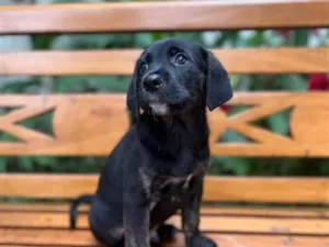Cachorro raça SRD-ViraLata idade 2 a 6 meses nome Faz tudo 